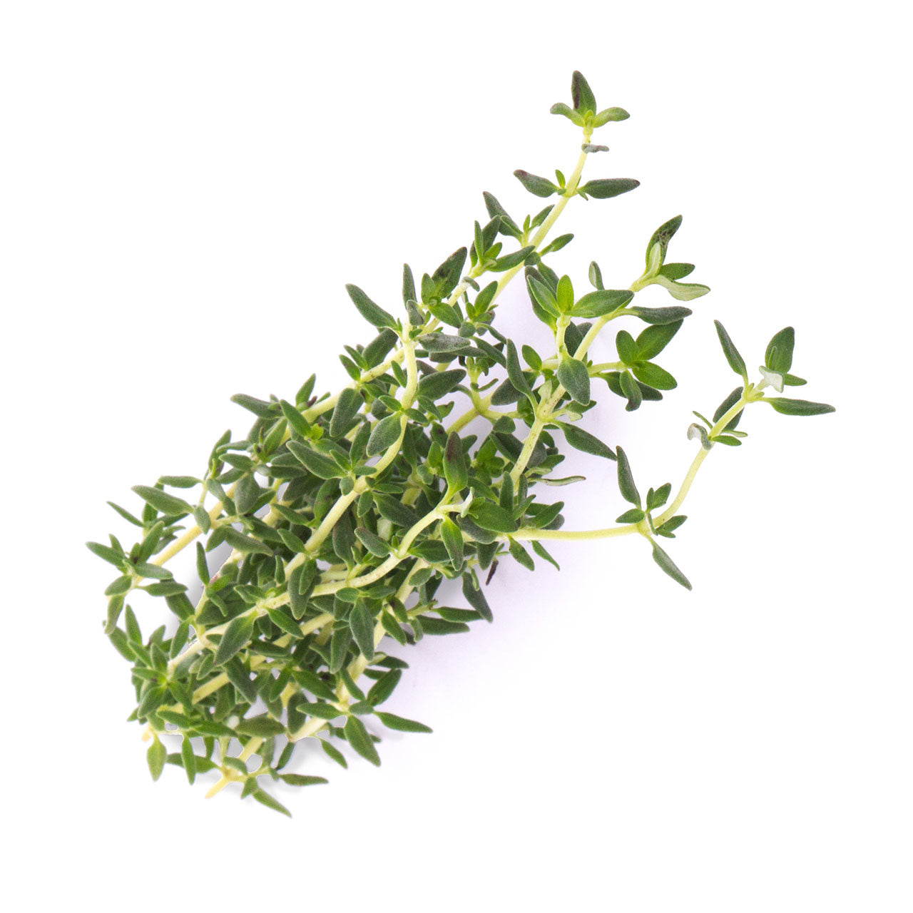 Veritable Lingot Nachfüllpack für Indoor Gärten